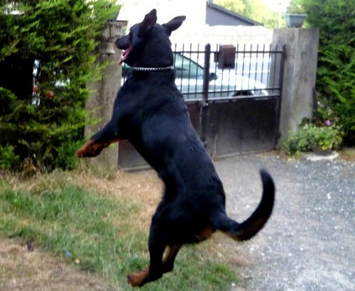 Beauceron